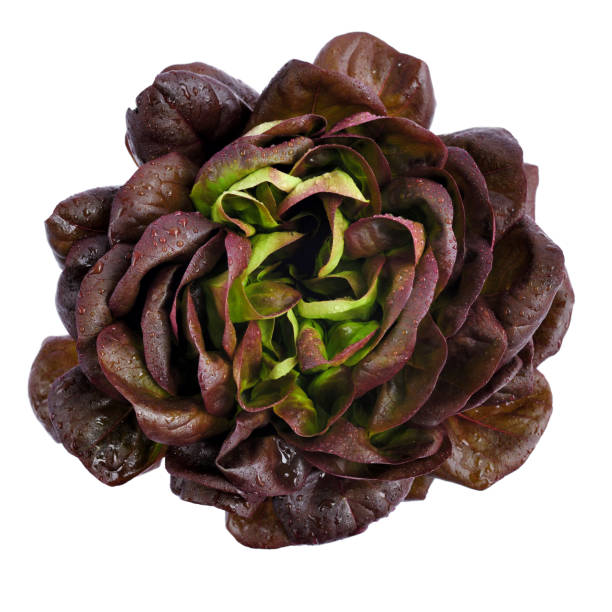 lettuce variety 'oak leaf', whole with water droplets. fresh red lettuce isolated on white background - oak leaf imagens e fotografias de stock