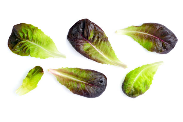 istock Fresh red lettuce leaves isolated on white background. Top view 1252617266