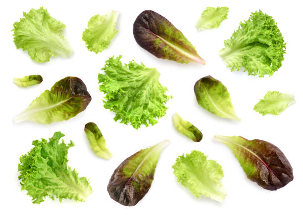 istock Fresh lettuce leaves isolated on white background. Pattern with salad leaves. 1252617268
