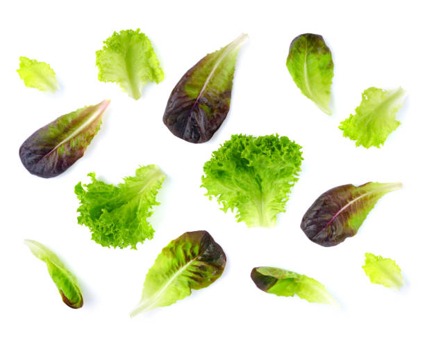 istock Fresh lettuce leaves isolated on white background. Pattern with salad leaves. 1252617271