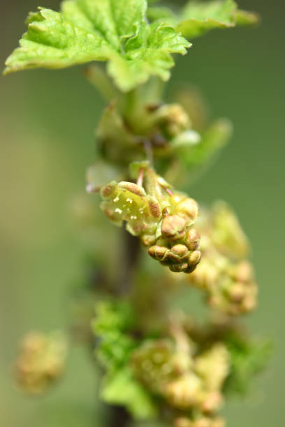 istock Flowers of red currant, Ribes rubrum, selective focus 1252619161