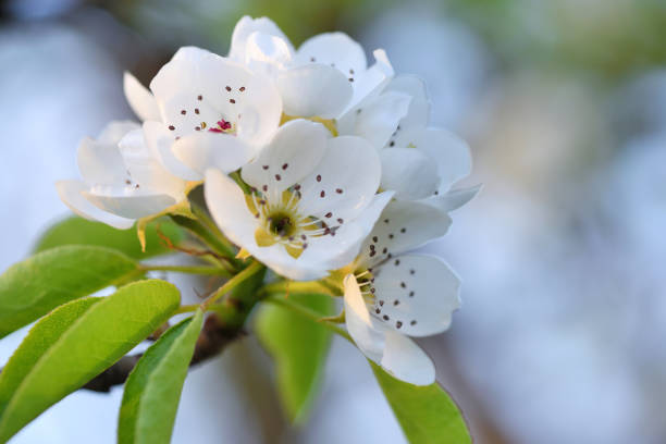 Flowering pear blossoms against the blue sky, closeup