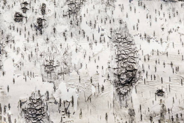 자작 나무 껍질 질감, 배경 - birch bark 뉴스 사진 이미지