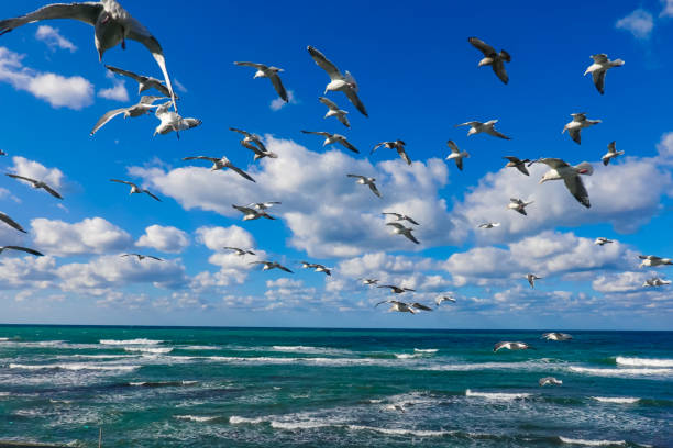 istock Group of black-tailed gulls in Ajigasawa Town 1252619424