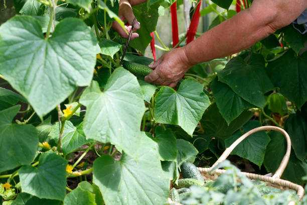 istock Hands cut cucumbers from the garden. Country work. Growing cucumbers. 1252619703