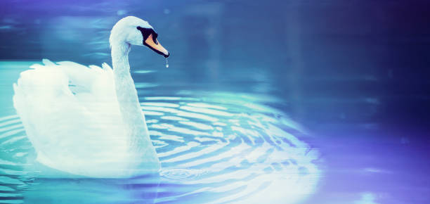 istock White swan banner on a blue water background. 1252619771