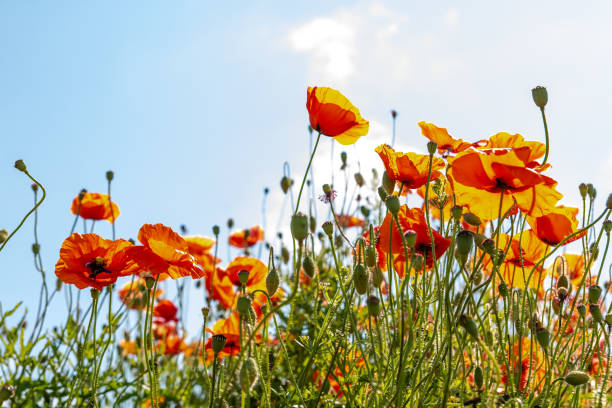 istock Field poppy (Papaver rhoeas) on the meadow in sunny day 1252621954