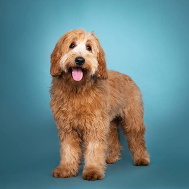 istock Cute junior Cobberdog / Labradoodle on turquoise 1252623806