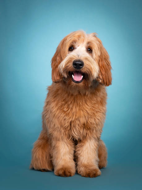 istock Cute junior Cobberdog / Labradoodle on turquoise 1252623818