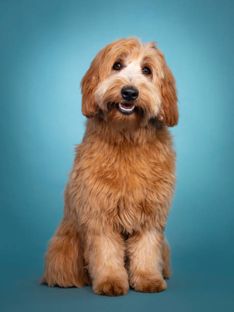 Cute junior Cobberdog / Labradoodle on turquoise Adorable smiling junior red / apricot Cobberdog / Labradoodle, standing facing front. Looking towards camera. Mouth open, tongue in. Isolated on blue / turquoise background. labradoodle stock pictures, royalty-free photos & images