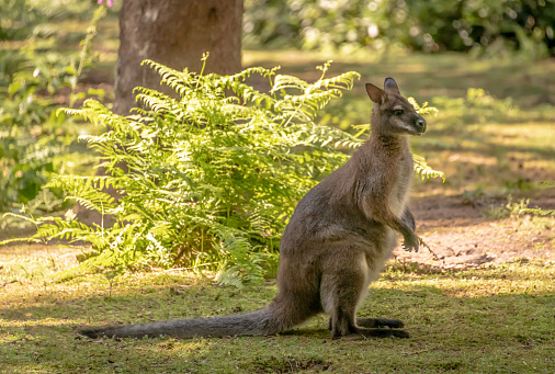 Adult Red-Necked Wallaby (Macropus rufogriseus) in a woodland