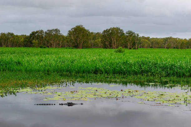 istock Saltwater Crocodile, Northern Territory, Australia 1252625307