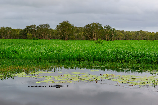 A wild saltwater crocodile swimming in the Northern Territory, Australia.