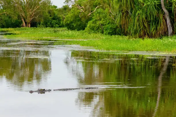 A wild saltwater crocodile swimming in the Northern Territory, Australia.