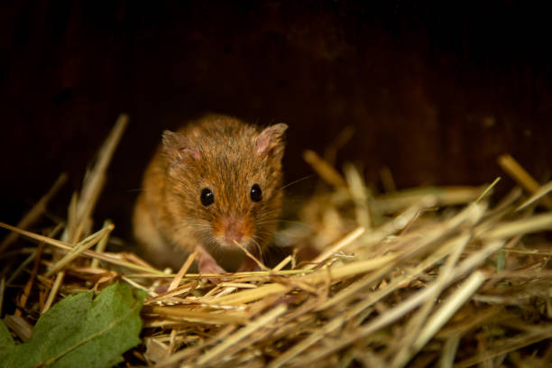 Tiny Harvest House in straw Tiny Harvest House in straw wild mouse stock pictures, royalty-free photos & images