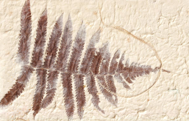 istock an old handmade paper with a fern leaf 1252627074