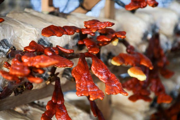 'Lingzhi' (Ganoderma) farming in damp and dark environment in Malaysia.