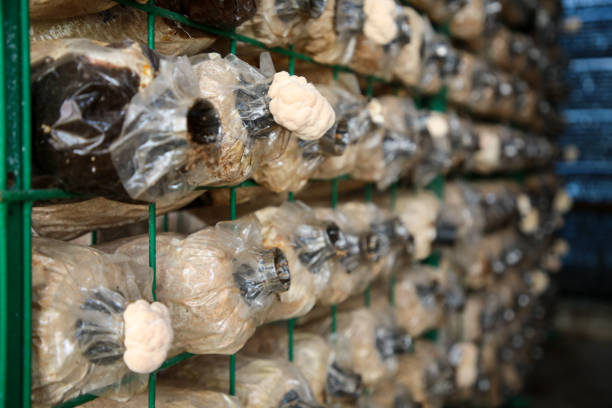 istock Mushroom Farm - From Zero to Hero 1252631587