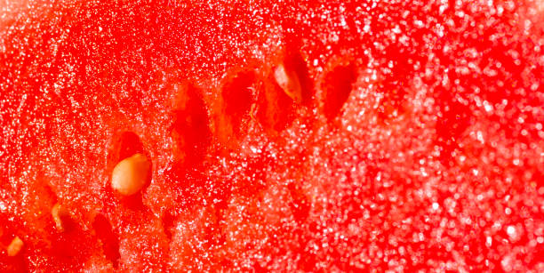 watermelon on a sunny day - coral break imagens e fotografias de stock