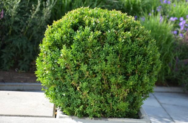 istock evergreen shrub or tree with small leaves, native to the Mediterranean. It is cut into the shape of a green sphere in a concrete pot with small leaves 1252638465