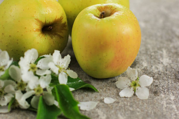 istock Three ripe yellow apples with apple tree blossoms on grey concrete background. Concept of spring, gardening, harvest, healthy food. Copy space. 1252640177