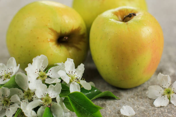 istock Three ripe yellow apples with apple tree blossoms on grey concrete background. Concept of spring, gardening, harvest, healthy food. Copy space. 1252640705
