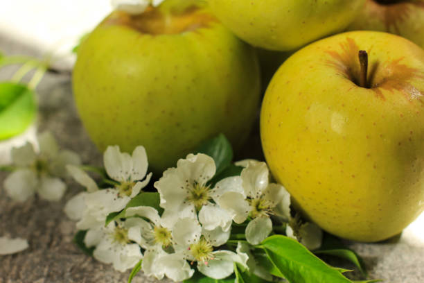 istock Three ripe yellow apples with apple tree blossoms on grey concrete background. Concept of spring, gardening, harvest, healthy food. Copy space. 1252640712