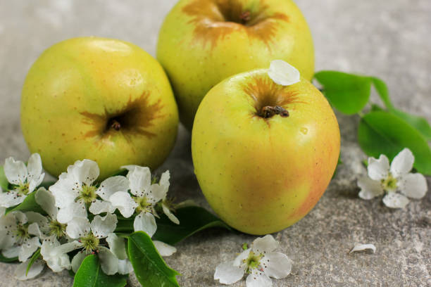 istock Three ripe yellow apples with apple tree blossoms on grey concrete background. Concept of spring, gardening, harvest, healthy food. Copy space. 1252640722