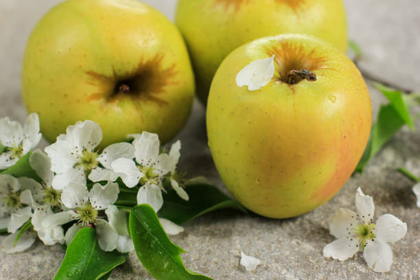 istock Three ripe yellow apples with apple tree blossoms on grey concrete background. Concept of spring, gardening, harvest, healthy food. Copy space. 1252640726
