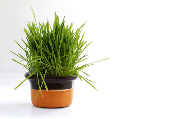 istock cat grass in a flower pot on a white background, catnip 1252640730