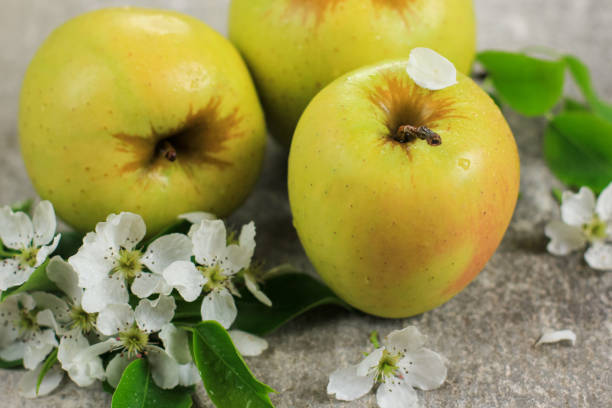 istock Three ripe yellow apples with apple tree blossoms on grey concrete background. Concept of spring, gardening, harvest, healthy food. Copy space. 1252640736