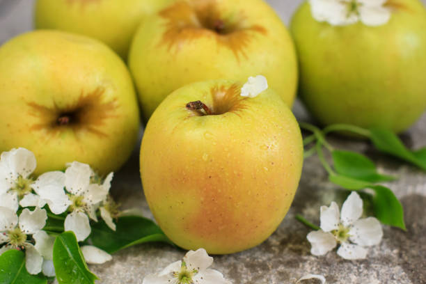 istock Three ripe yellow apples with apple tree blossoms on grey concrete background. Concept of spring, gardening, harvest, healthy food. Copy space. 1252640747
