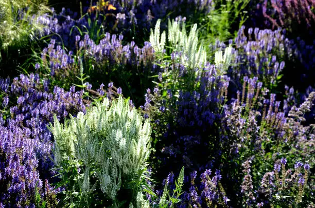 Photo of perennial garden with Veronica spicata Alba and Salvia nemorosa in sunrise