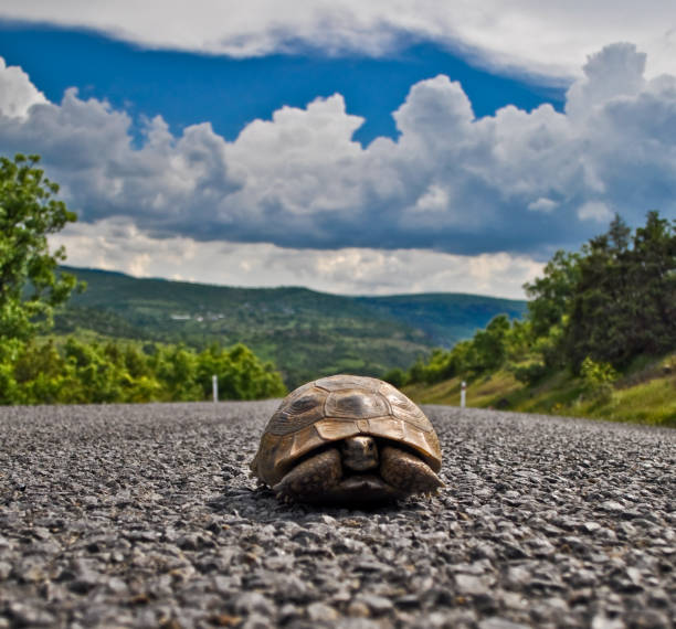 The loneliness of the turtle, alone on the road