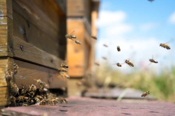 istock Honeybees fly and leave their beehive on a meadow in summer 1252641387