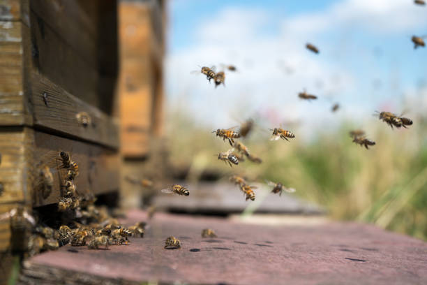 istock Honeybees fly and leave their beehive on a meadow in summer 1252642978