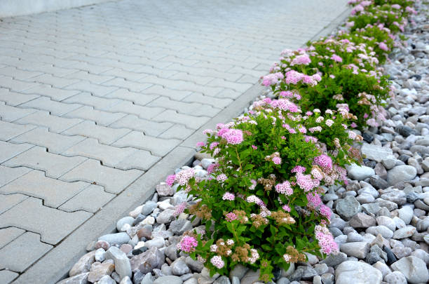 shrubs pink flowering in a row of mulched white pebbles. the paving follows the sidewalk from interlocking paving. - footpath small green white imagens e fotografias de stock