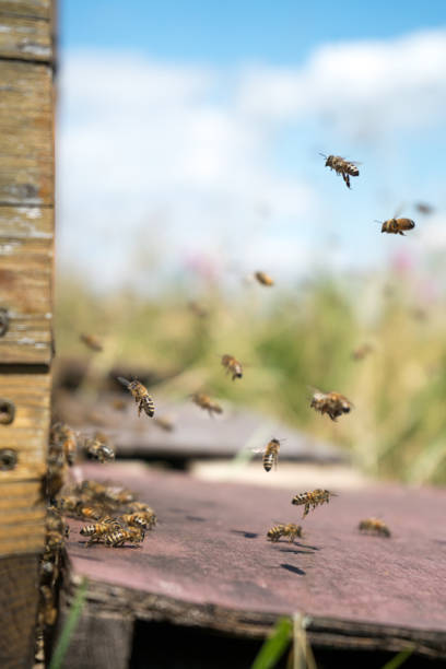 istock Honeybees fly and leave their beehive on a meadow in summer 1252645090
