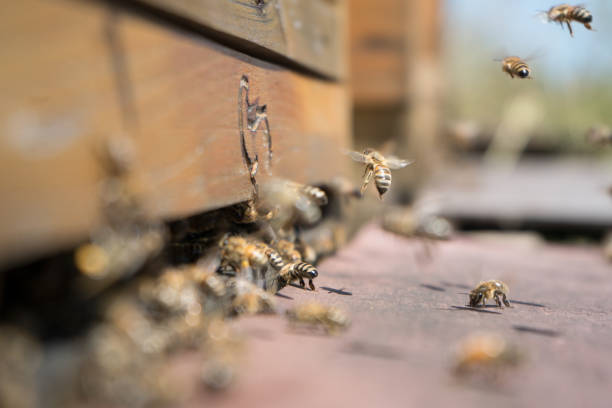 istock Honeybees fly and leave their beehive in summer 1252645211