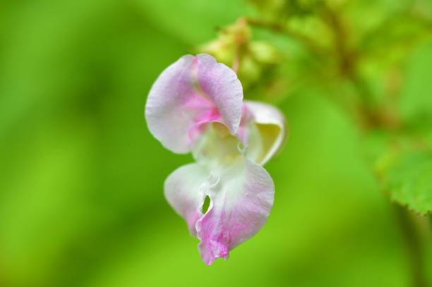 himalaya-balsam (impatiens glandulifera). - indisches springkraut stock-fotos und bilder