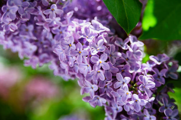 istock Lilac flowers close up background 1252647003