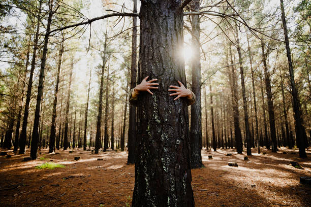 Close-up caucasian hands hugging tree trunk with sunlight raise, promoting a sustainable planet Close-up Caucasian hands hugging tree trunk. High quality photo hugging tree stock pictures, royalty-free photos & images