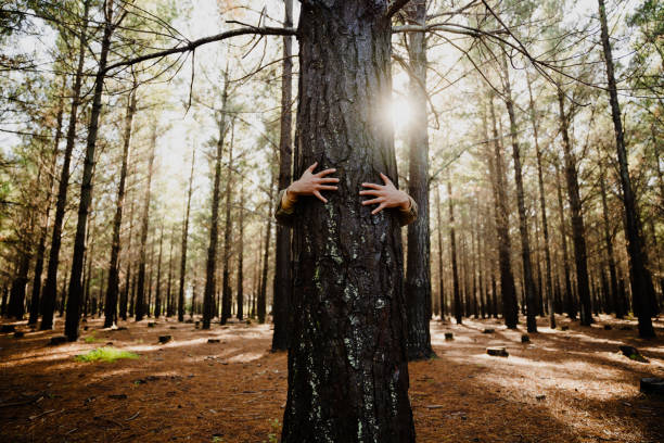 close-up caucasian hands hugging tree trunk with sunlight raise, promoting a sustainable planet - tree stream forest woods imagens e fotografias de stock