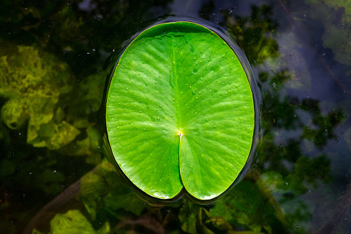 Lotus blossom. Drop water on green leaf plant in garden pond or lake with abstract reflection. Fresh macro dew on nature background. Flat lay, copy space