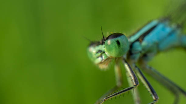 istock green eyes of a blue dragonfly close-up, selective focus image 1252655418