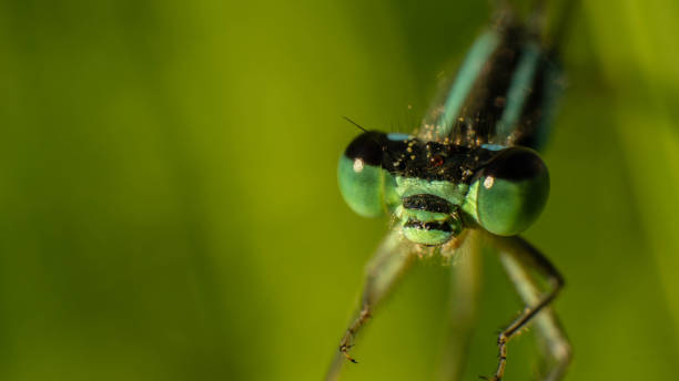 istock green eyes of a blue dragonfly close-up, selective focus image 1252655424