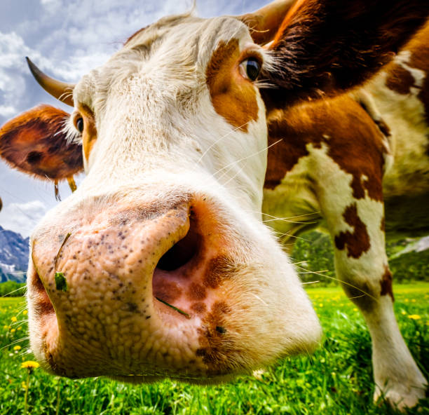 istock cows at the eng alm in austria 1252655530
