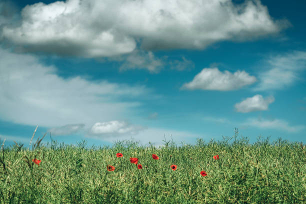 Poppy Field in the summer