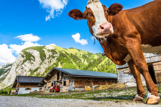 istock nice cow at the eng alm in austria 1252655771