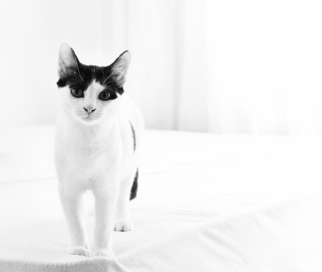 Cat on top of bed with curious look on white background. Black and white photo